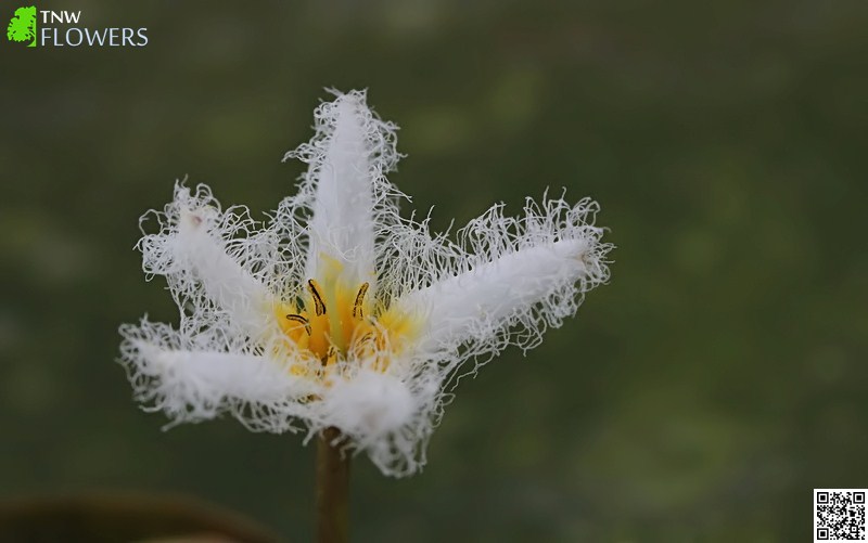 Water Snowflake